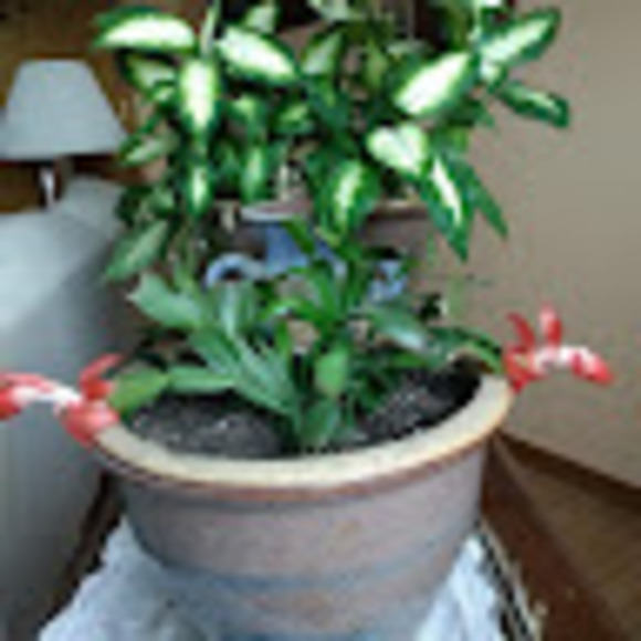 Meet your Posher, Bruce - Picture 1 of 1